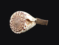 Shell pendant. THUMBNAIL.jpg